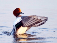 Die Pfeifente, ein Wintergast am Niederrhein