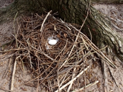 Nest einer Graugans