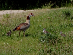 Nilgans mit Nachwuchs