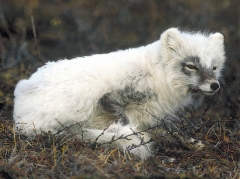 Einer der Fressfeinde der Gänse: Polarfuchs