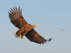 Ein anderer Fressfeind: Seeadler