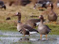 Mit einer Halsmanschette beringte Blessgans