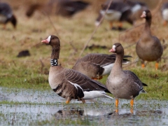 Mit einer Halsmanschette beringte Blessgans