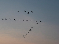 Gänse fliegen häufig in Keilformation