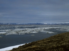Taimyr - Heimat für arktische Gänse