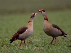 Die Nilgans