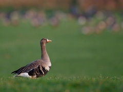 In welche Zukunft blickt wohl diese Blessgans?