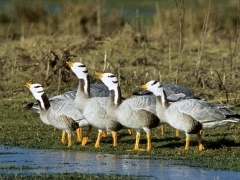 Streifengänse (Anser indicus)