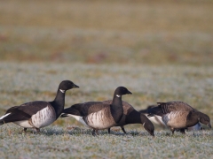 Hellbäuchige Ringelgänse (Branta bernicla)