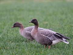 Kurzschnabelgänse (Anser brachyrhynchus)