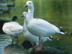 Schneegänse (Anser caerulescens)