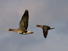 Rothalsgans (Branta ruficollis)