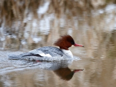 Meist im Januar am Niederrhein: Gänsesäger