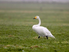 Selten gewordener Gast: Singschwan